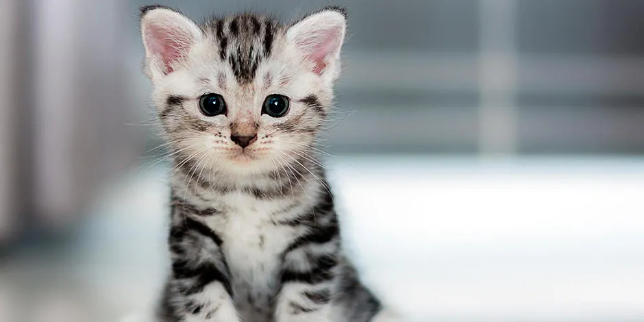 Aquí hay un gatito bonito.